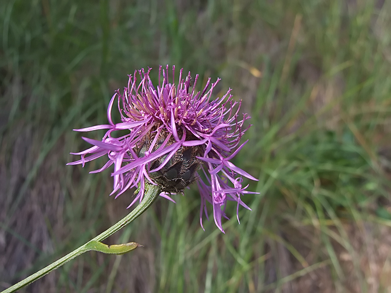 Centaurea scabiosa