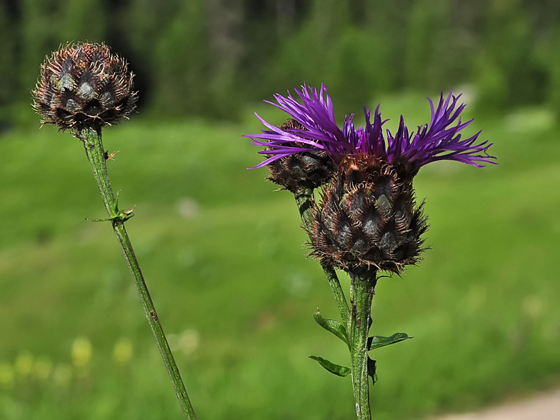 Centaurea scabiosa