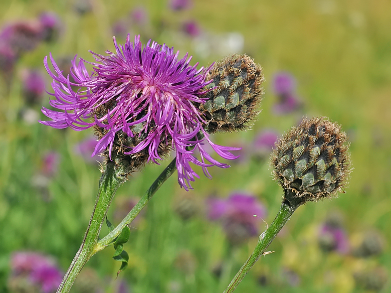 Centaurea scabiosa