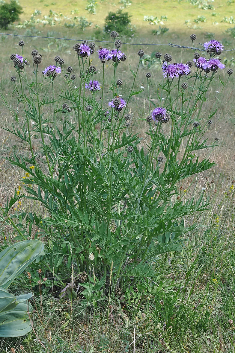 Centaurea scabiosa