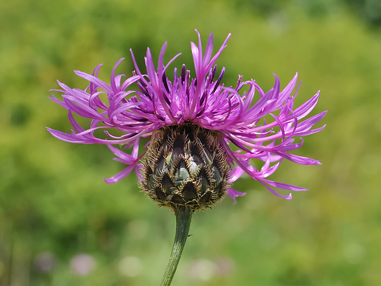 Centaurea scabiosa