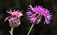 Centaurea scabiosa