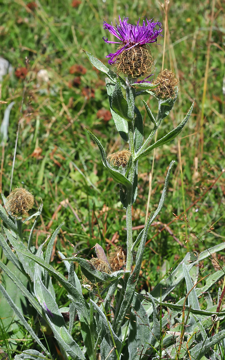 Centaurea uniflora