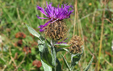 Centaurea uniflora