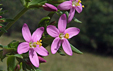 Centaurium erythraea