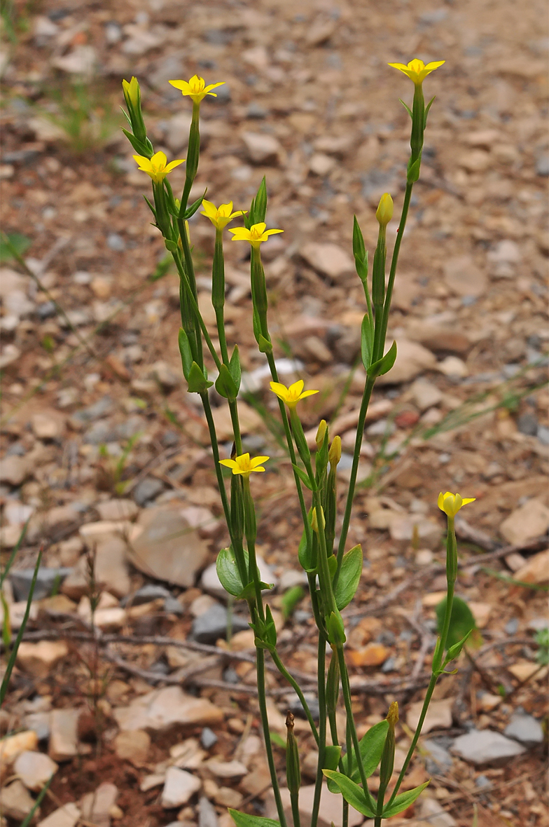 Centaurium maritimum