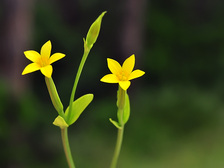 Centaurium maritimum