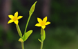 Centaurium maritimum