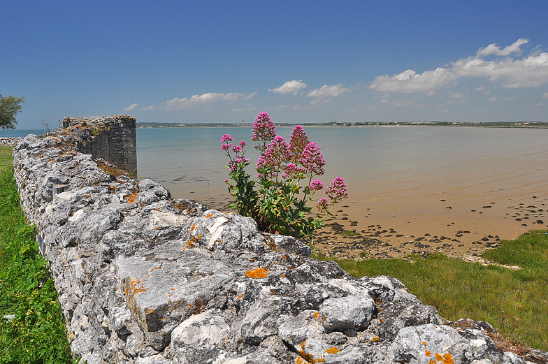 Centranthus ruber