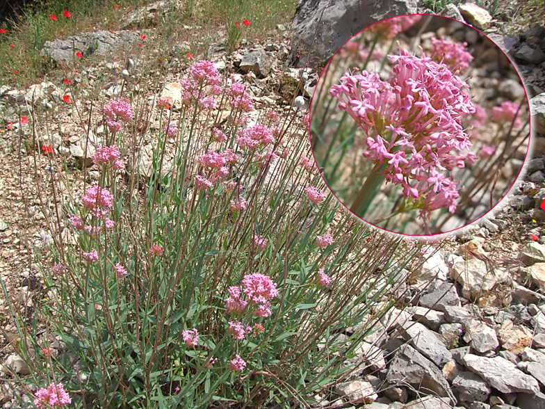 Centranthus angustifolius