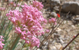 Centranthus angustifolius