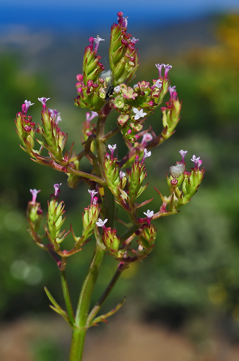 Centranthus calcitrapae