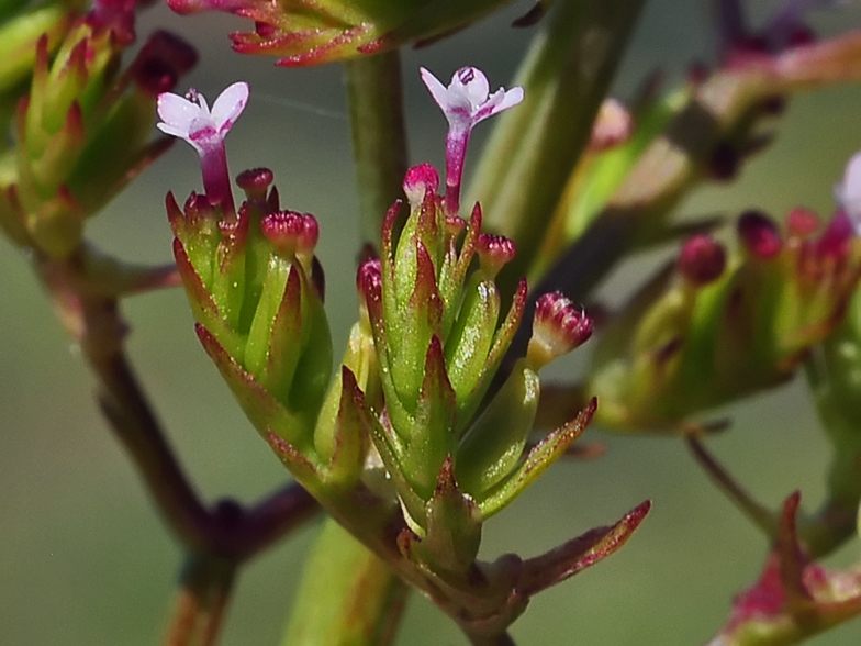 Centranthus calcitrapae