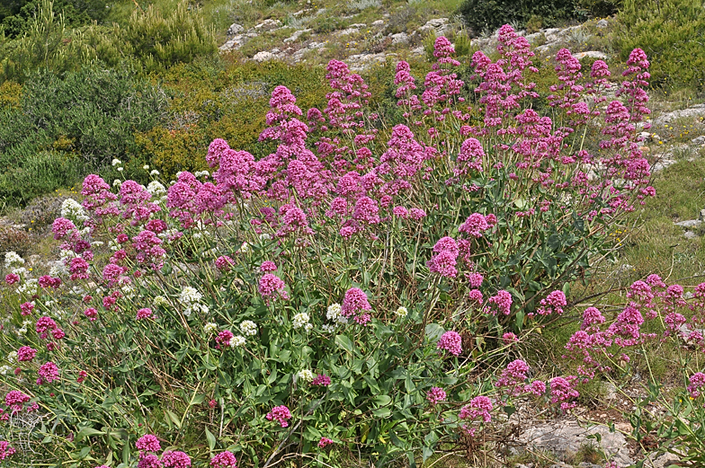 Centranthus ruber