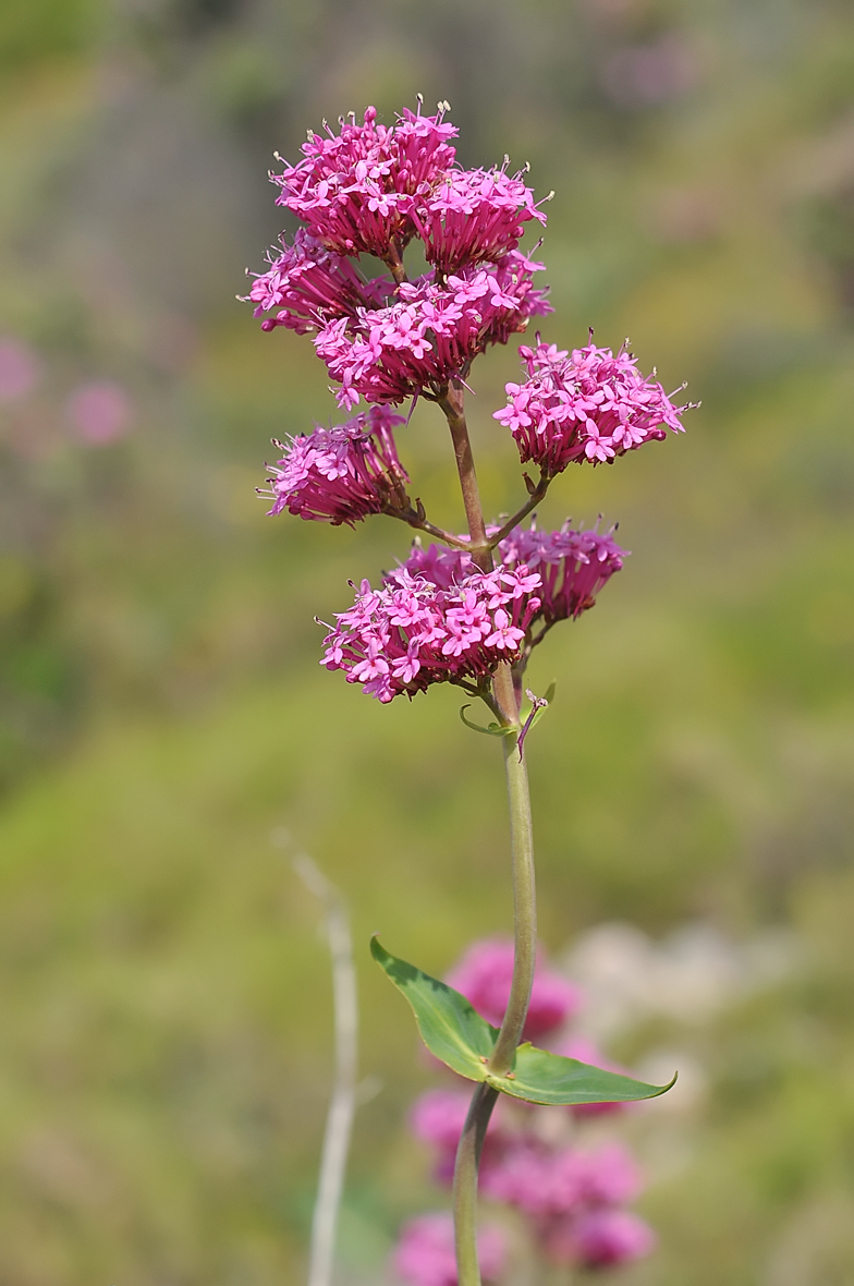 Centranthus ruber