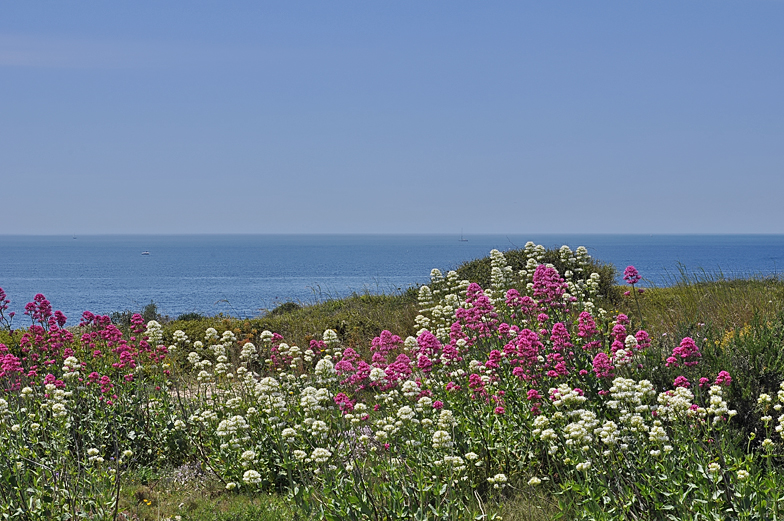 Centranthus ruber