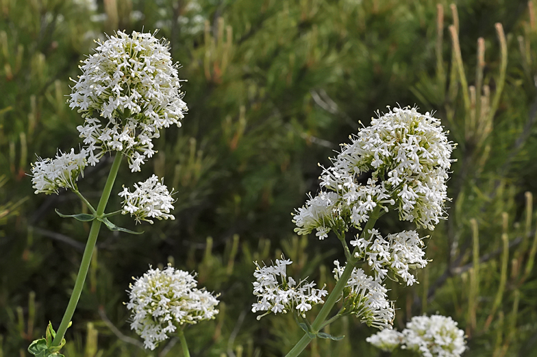 Centranthus ruber