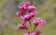 Centranthus ruber