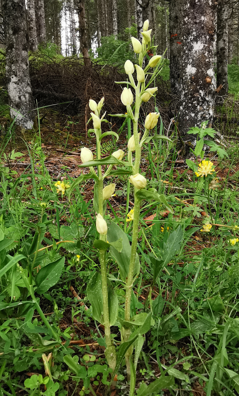 Cephalanthera damasonium