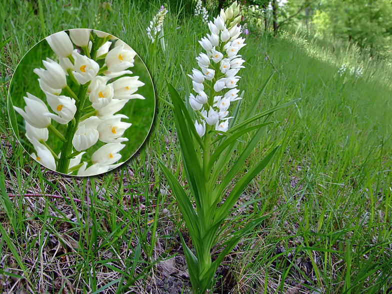 Cephalanthera longifolia