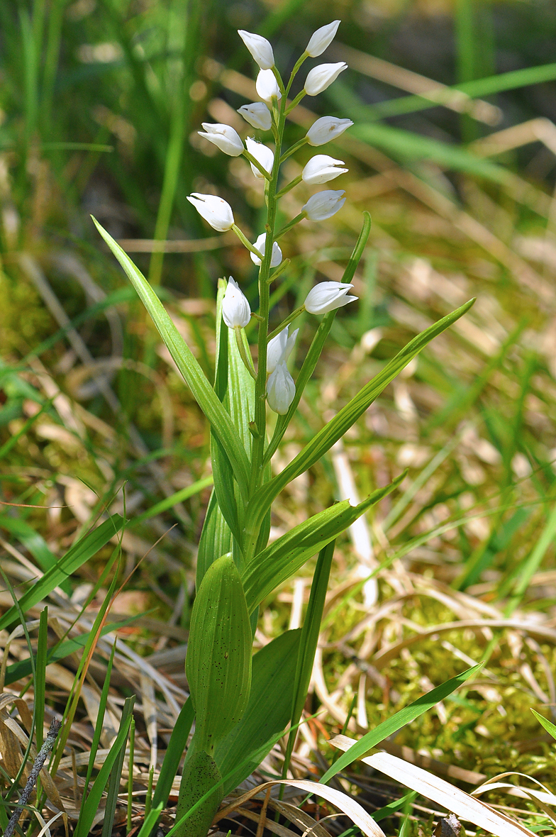 Cephalanthera longifolia