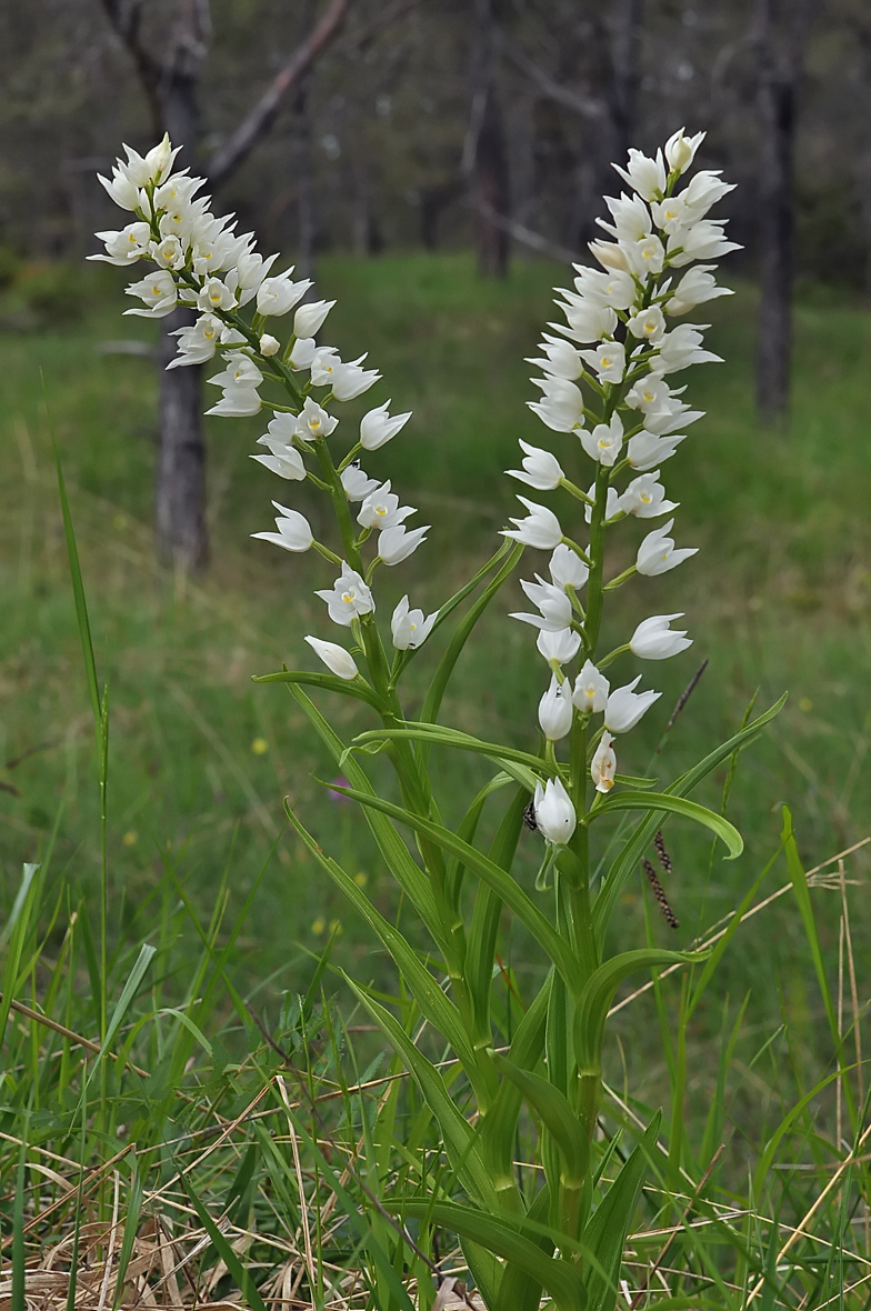 Cephalanthera longifolia