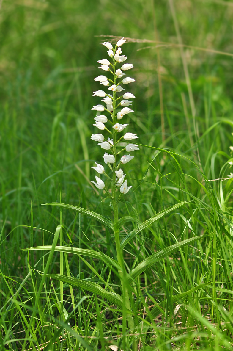 Cephalanthera longifolia