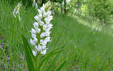 Cephalanthera longifolia