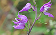 Cephalanthera rubra