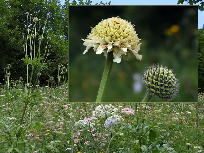 Cephalaria alpina