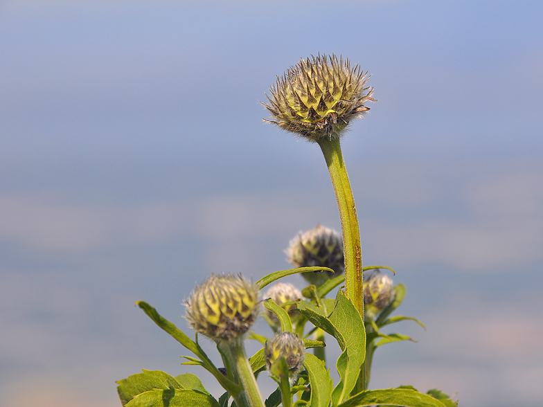 Cephalaria alpina