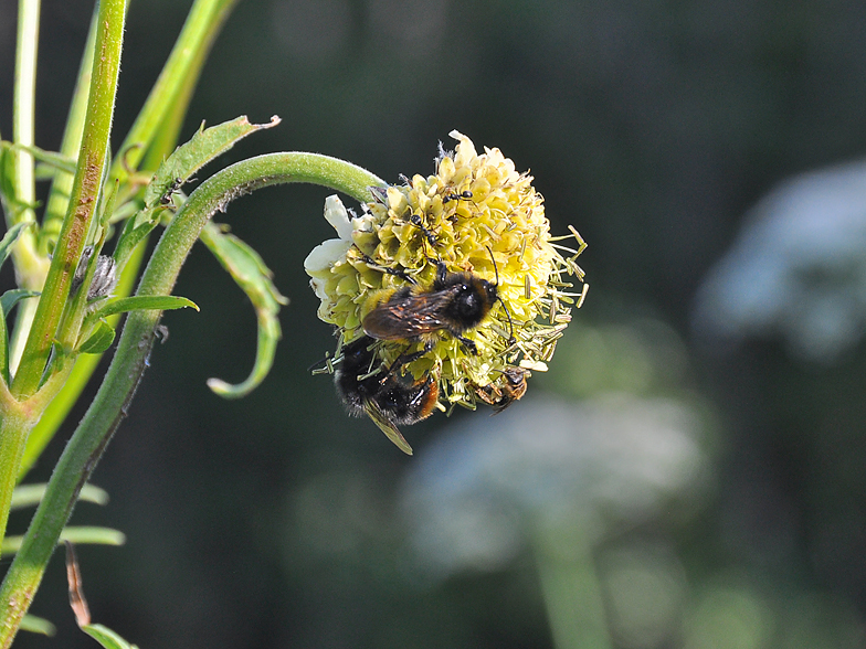 Cephalaria alpina