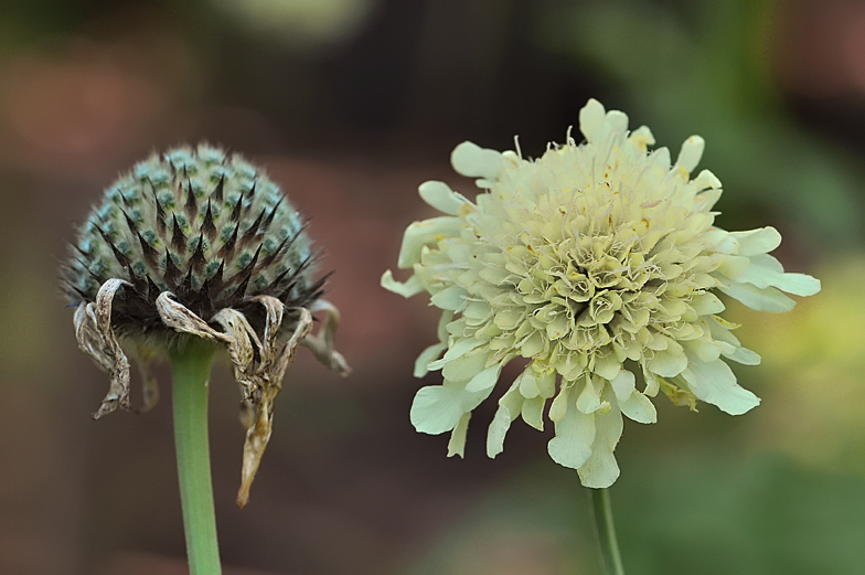 Cephalaria alpina