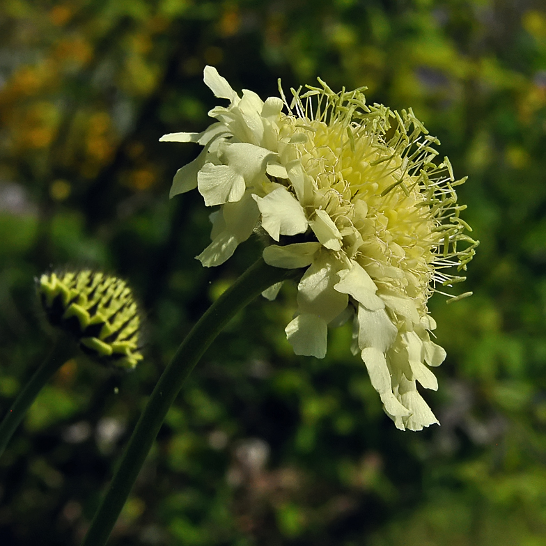 Cephalaria alpina