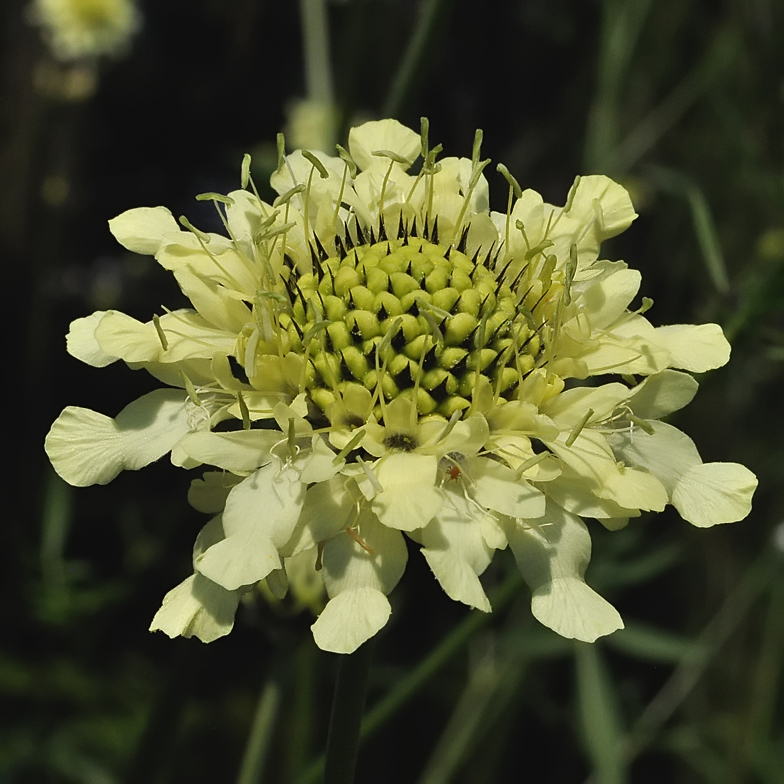 Cephalaria alpina