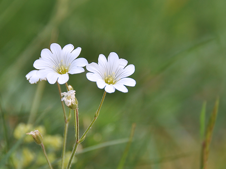 Cerastium arvense