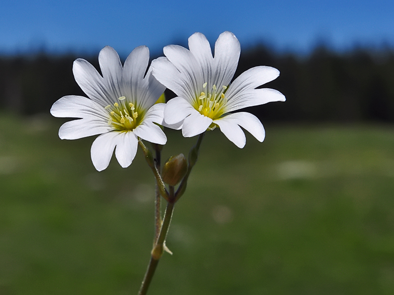 Cerastium arvense