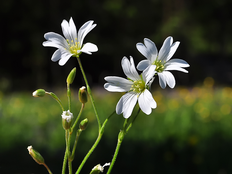 Cerastium arvense