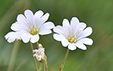 Cerastium arvense