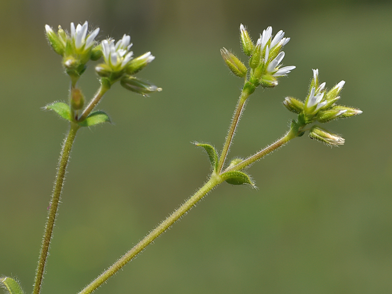 Cerastium glomeratum