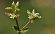 Cerastium glomeratum