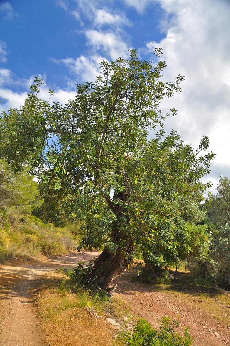 Ceratonia siliqua