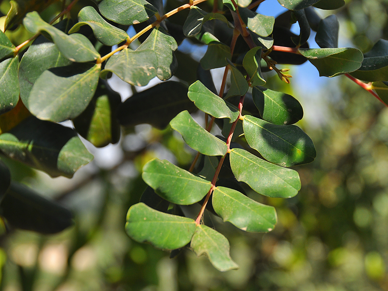 Ceratonia siliqua