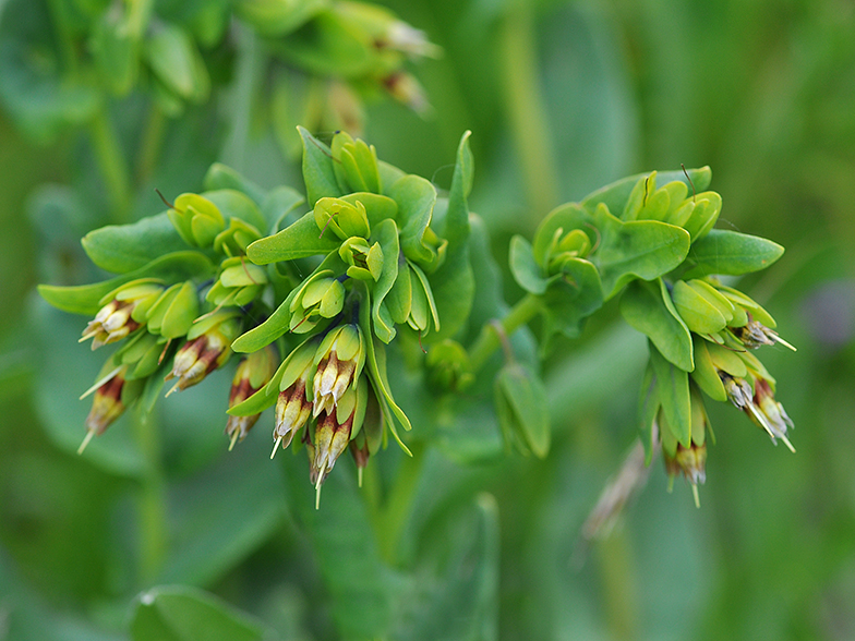 Cerinthe glabra