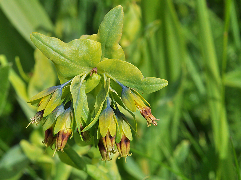 Cerinthe glabra