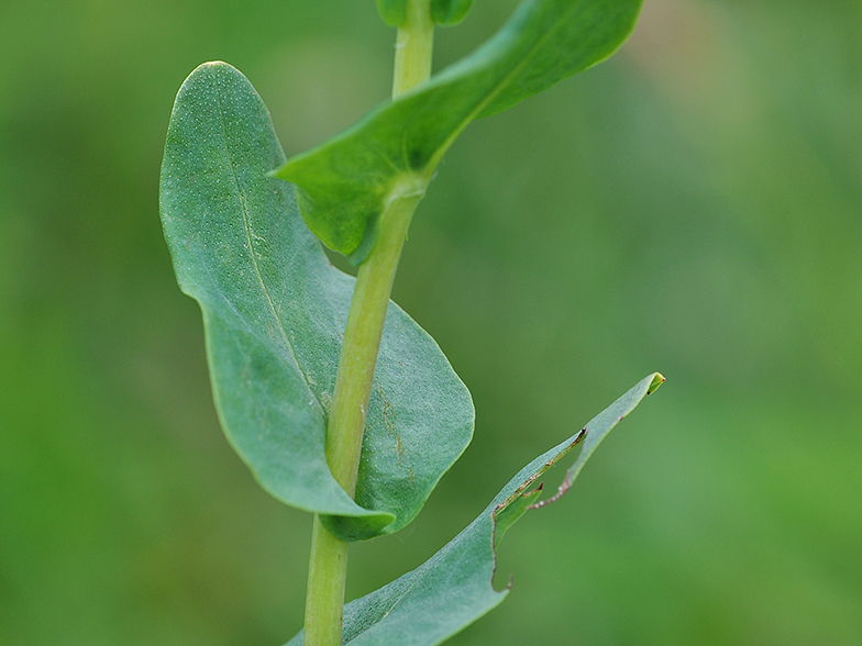 Cerinthe glabra feuille