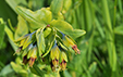 Cerinthe glabra