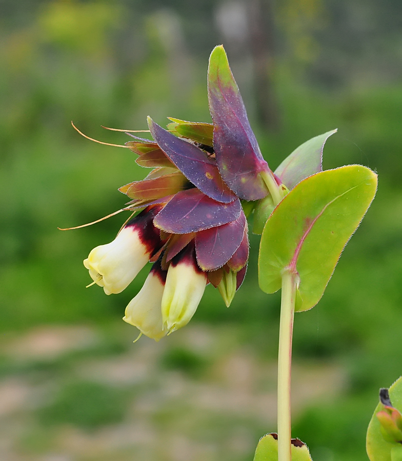 Cerinthe major