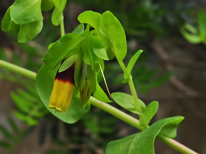 Cerinthe major