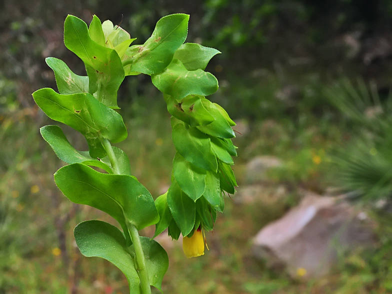 Cerinthe major